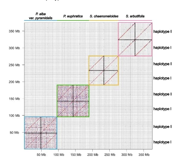 Open access visualization of Heatmap, Syntenic Pericentromeres, Genome Assemblies, Dot Plot