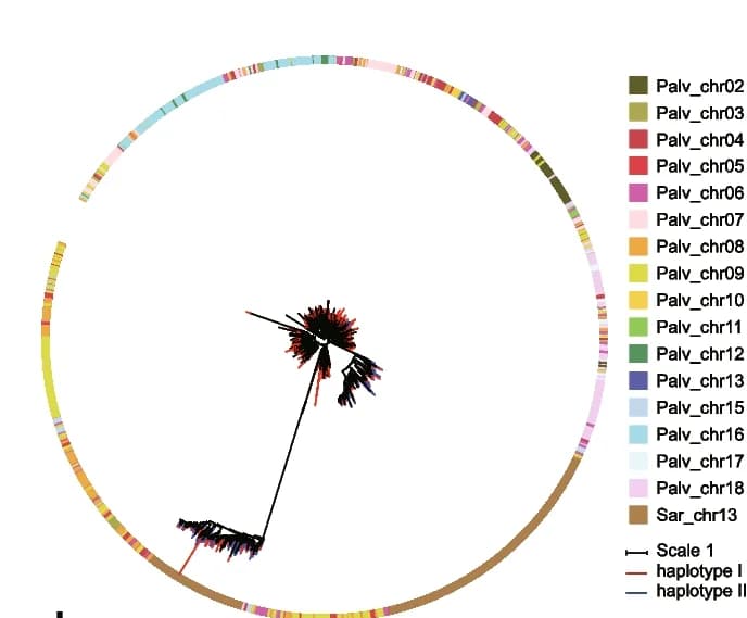 Open access visualization of Network, Chord, Bar Plot, Phylogenetic Tree, Palv148 Monomer