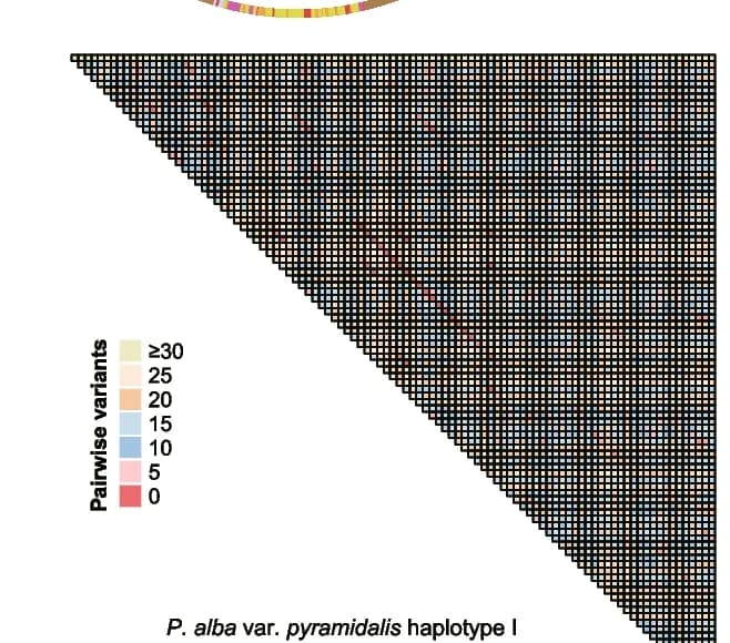 Open access visualization of Heatmap, Palv148 TRA, Pairwise Variants, Palv148 Monomer