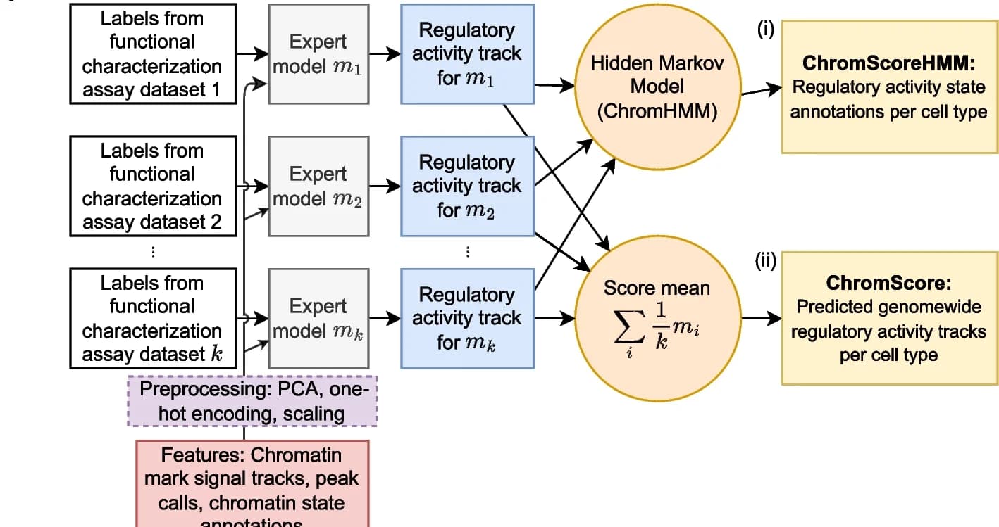 Open access visualization of Workflow, Flowchart, ChromActivity, Regulatory activity, Genomic regions
