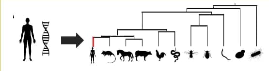 Open access visualization of Pathway, Protein Sequence, Homologs, Phylogenetic Tree, Mutation