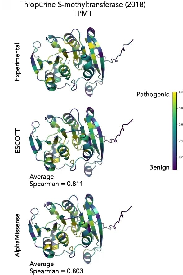 Open access visualization of Protein Structure, ESCOTT, AlphaMissense, Thiopurine Methyltransferase, Enzyme