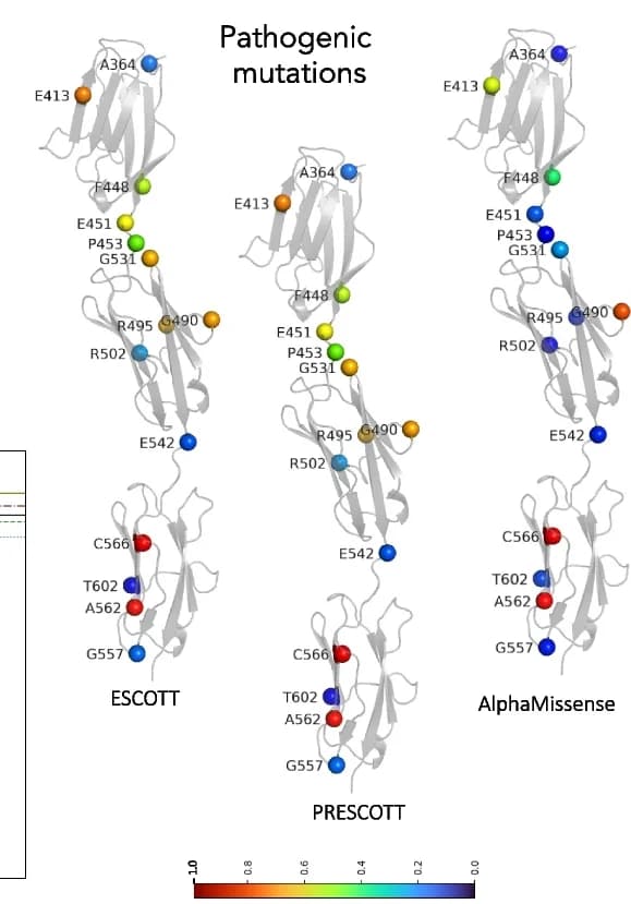 Open access visualization of Protein Structure, Mutations, Scores, ClinVar, Pathogenic Mutations