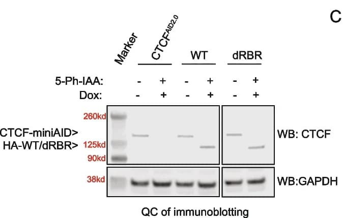 Open access visualization of Gel, Immunoblot, Endogenous CTCF, Exogenous CTCF, HA-CTCF
