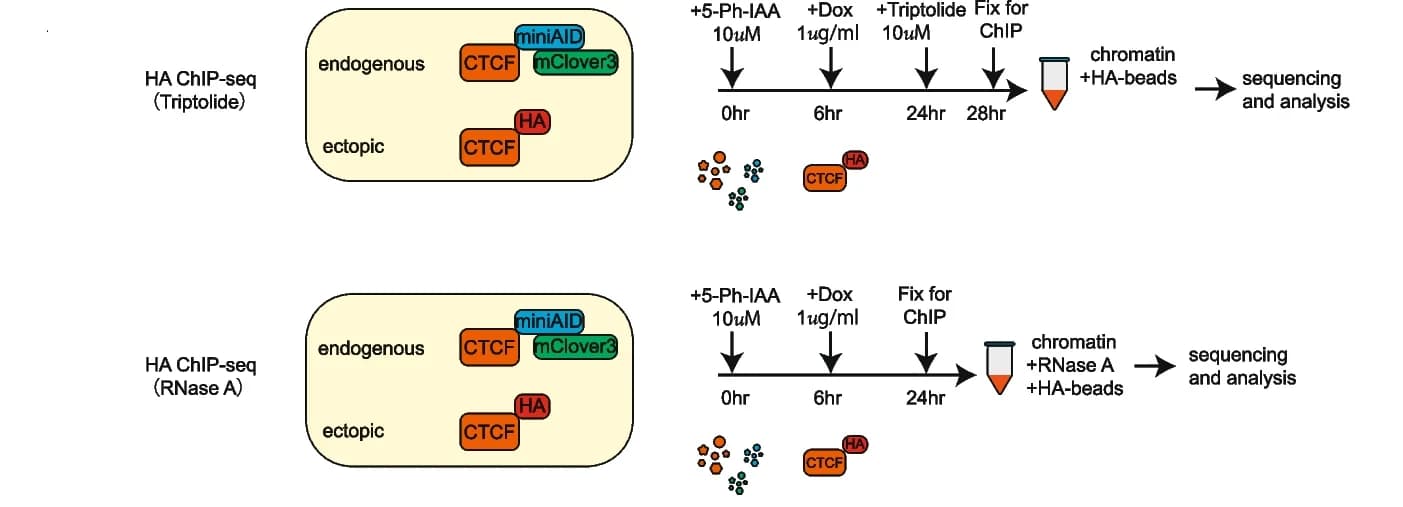 Open access visualization of Workflow, Illustration, HA-CTCF-ChIP-seq, Triptolide, RNase A