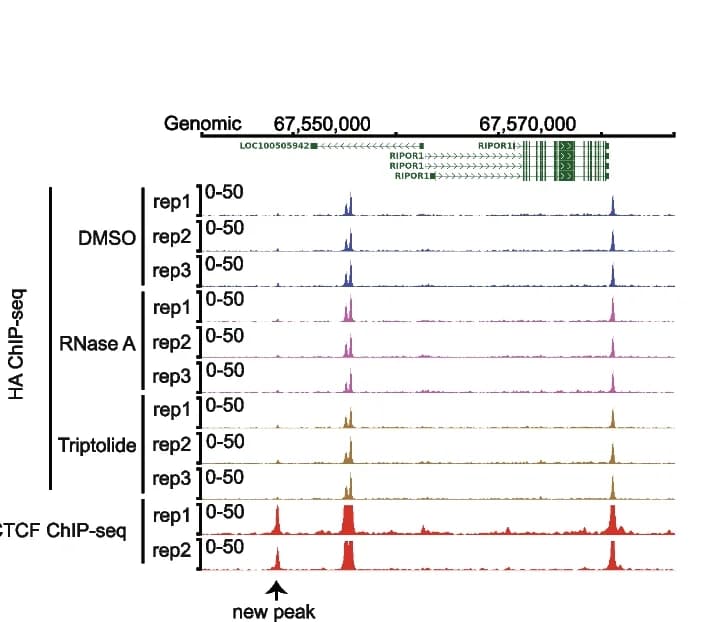 Open access visualization of Line Plot, ChIP-seq Tracks, Triptolide, RNase A, DMSO