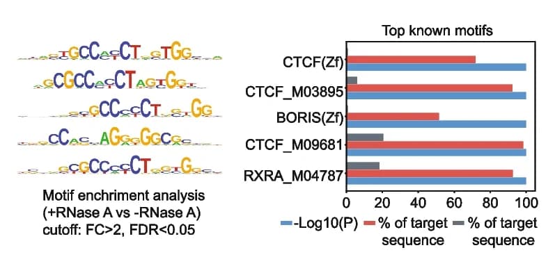 Open access visualization of Bar Plot, Motif Analysis, CTCF, Binding Peaks, RNase A