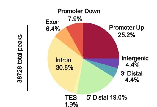 Open access visualization of Pie Chart, Genomic Distribution, CTCF, Binding Peaks, Genomic Regions