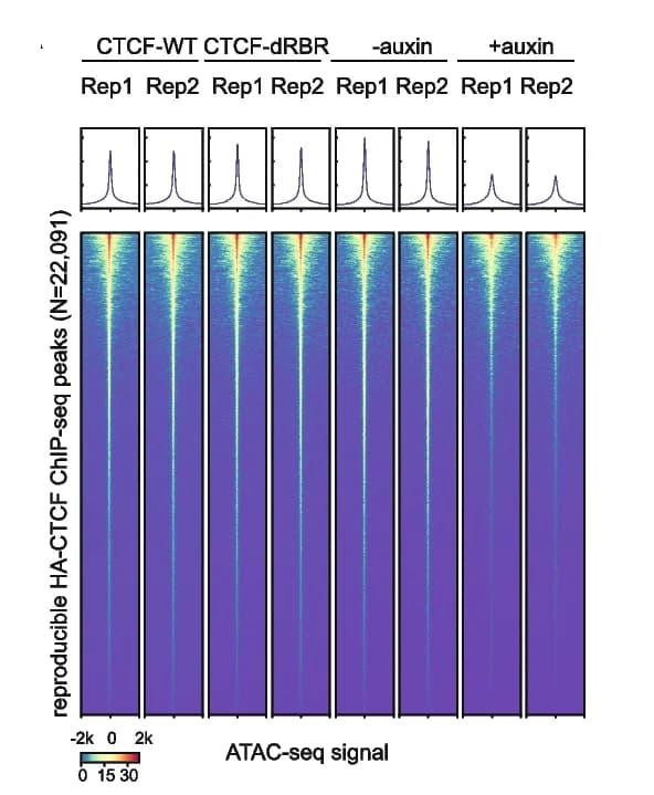 Open access visualization of Heatmap, Line Plot, ATAC-seq, CTCF, Chromatin Accessibility
