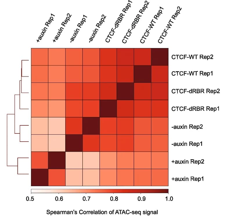 Open access visualization of Heatmap, Clustered, ATAC-seq, Spearman Correlation, Chromatin Accessibility
