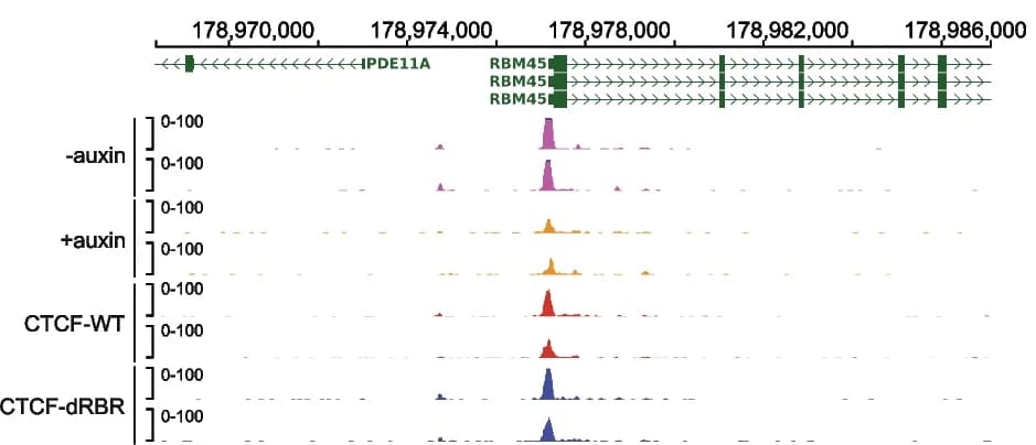 Open access visualization of Line Plot, Density Plot, ATAC-seq, CTCF, RBM45 Locus