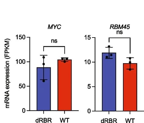 Open access visualization of Bar Plot, Error Bars, Clustered, mRNA Expression, CTCF