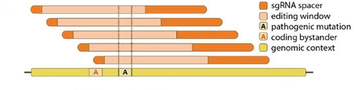 Open access visualization of Illustration, sgRNA, Pathogenic Mutations, Bystander Editing, Editing Window