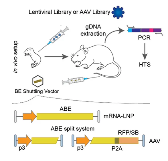 Open access visualization of Workflow, Flowchart, sgRNA library, ABE injection, Editing rates