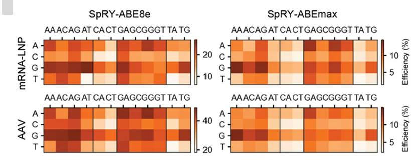 Open access visualization of Heatmap, Editing Efficiency, PAM, SpRY-ABE8e, SpRY-ABEmax