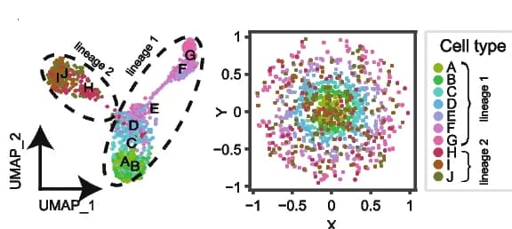 Open access visualization of Scatter Plot, UMAP, Simulated Dataset, Spatial Distribution, Cell Types