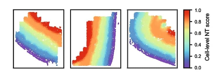 Open access visualization of Scatter Plot, Spatial Distribution, Cell-level, NT Scores, Slices