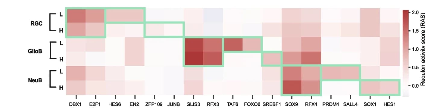 Open access visualization of Heatmap, Regulon Activity, Cell Type, Microenvironment