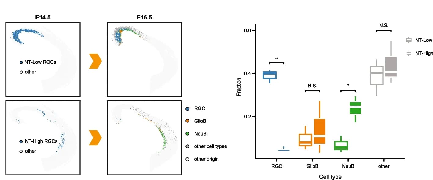 Open access visualization of Box Plot, Scatter Plot, Moscot Analysis, RGCs, Offspring Cells