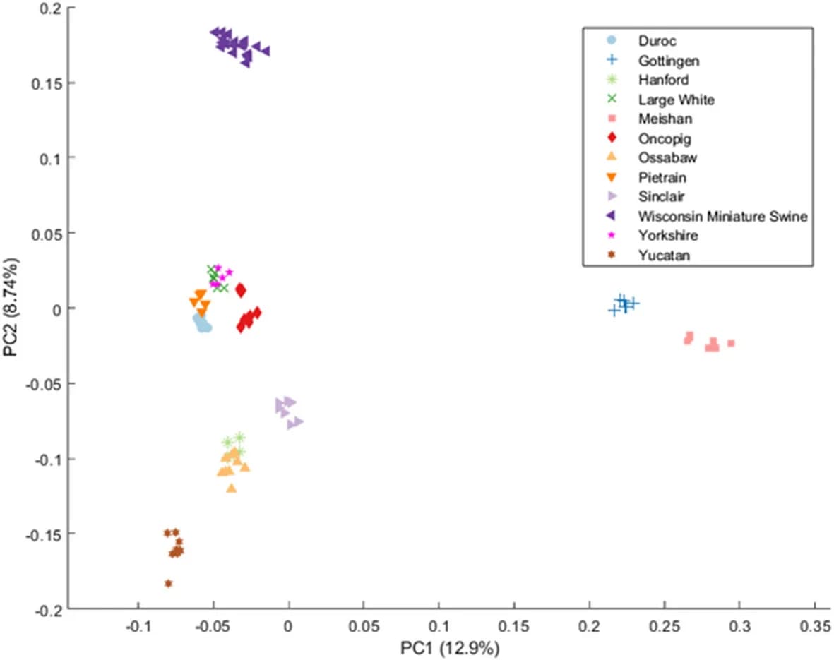 Open access visualization of Scatter Plot, PCA, Principal Component Analysis, Single Nucleotide Variants, Porcine Sample