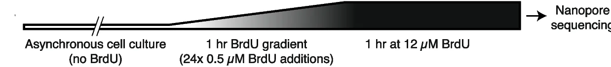 Open access visualization of Workflow, Experimental Strategy, BrdU, Replication Dynamics, DNAscent
