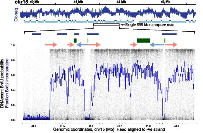 Open access visualization of Line Plot, Density Plot, Okazaki Fragments, Sequencing, Replication Initiation Sites