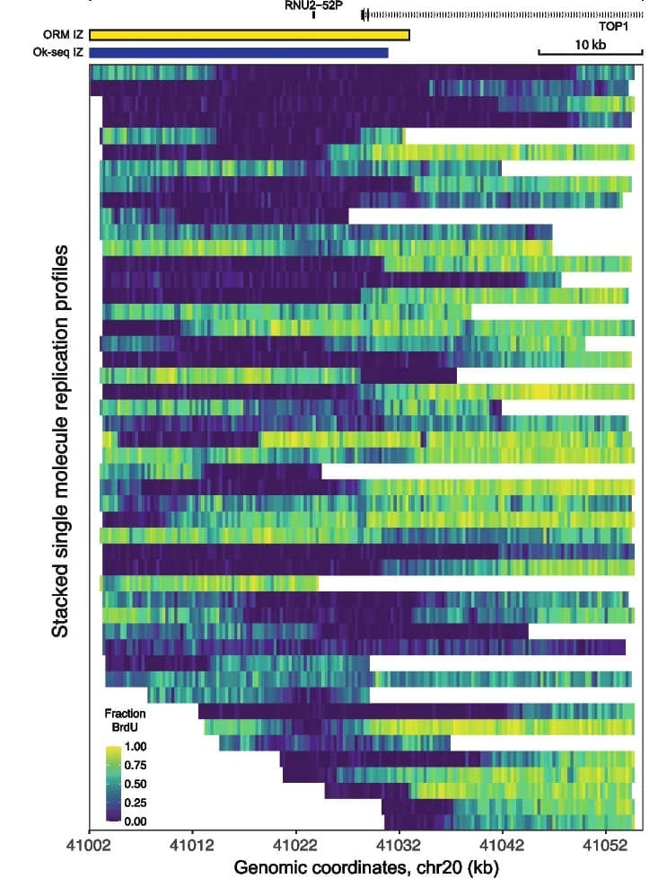 Open access visualization of Heatmap, DNA Replication, Single-Molecule, BrdU Incorporation, Gene Annotation
