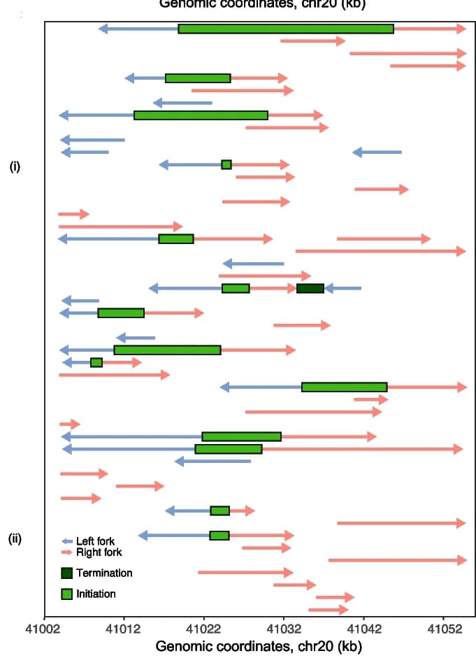 Open access visualization of Illustration, DNA Replication, Single-Molecule, Replication Kinetics, Replication Fork