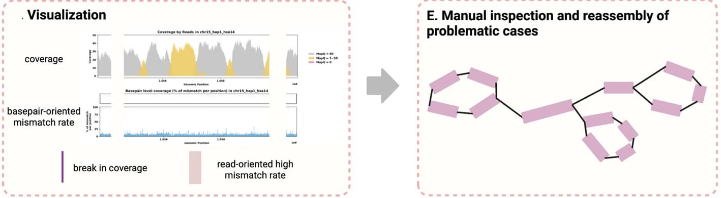 Open access visualization of Line Plot, Workflow, Assembly Evaluation, Coverage, Mismatch Rate