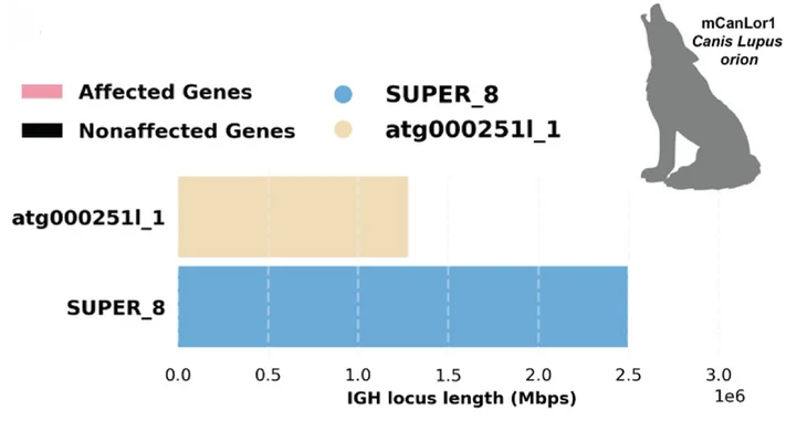 Open access visualization of Bar Plot, IGH Locus, Assemblies, Bar Charts