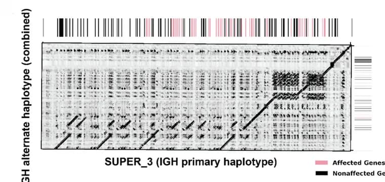 Open access visualization of Heatmap, Bar Plot, Gene Locations, Alignments, Haplotypes