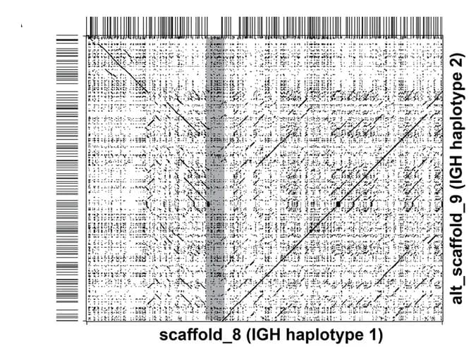 Open access visualization of Scatter Plot, Manhattan Plot, Gene Locations, Alignments, Primary Haplotypes
