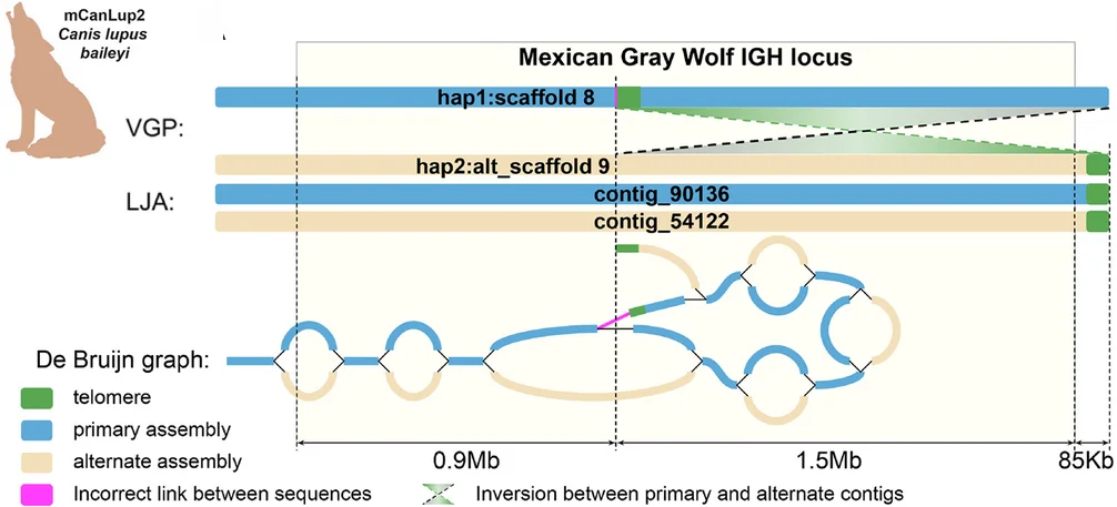 Open access visualization of Workflow, Illustration, IGH Locus, VGP Assembly, LJA Assembly