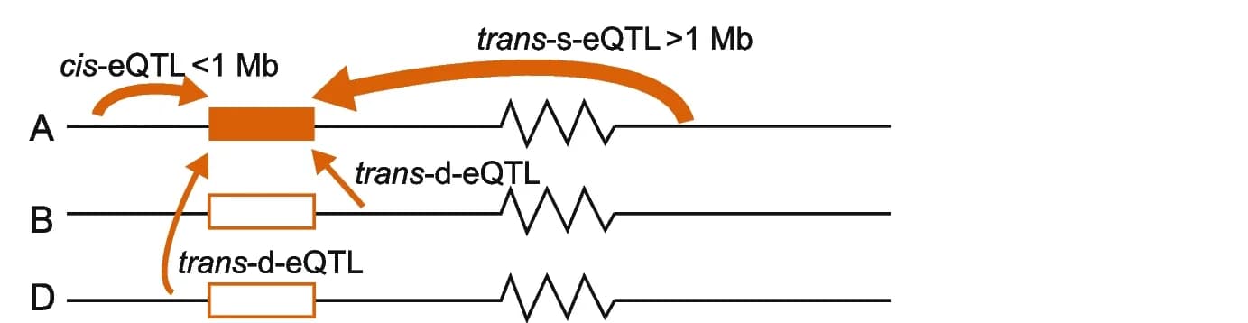 Open access visualization of Workflow, Illustration, Homoeolog Expression Bias, eQTL, trans-s-eQTL