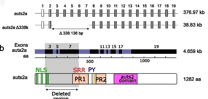 Open access visualization of Illustration, Genomic DNA, Medaka, Alleles