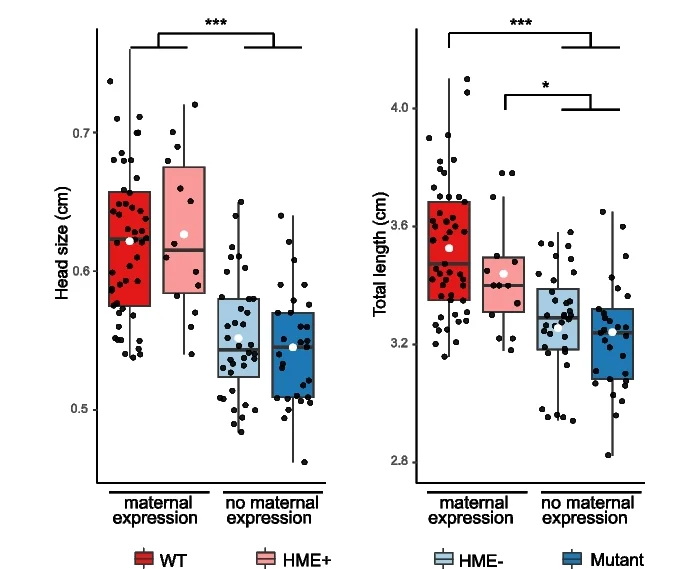 Open access visualization of Box Plot, Scatter Plot, Head Size, Body Length, Fish