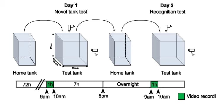 Open access visualization of Workflow, Illustration, Behavioral Tests
