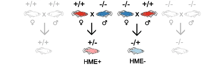Open access visualization of Workflow, Illustration, Crossing Scheme, Heterozygous Individuals, Gene Expression