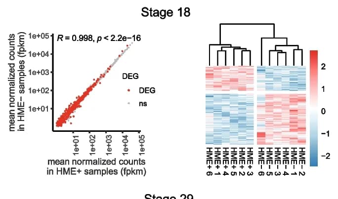 Open access visualization of Scatter Plot, Heatmap, Clustered, Bulk RNA-seq Analysis, Neurodevelopment