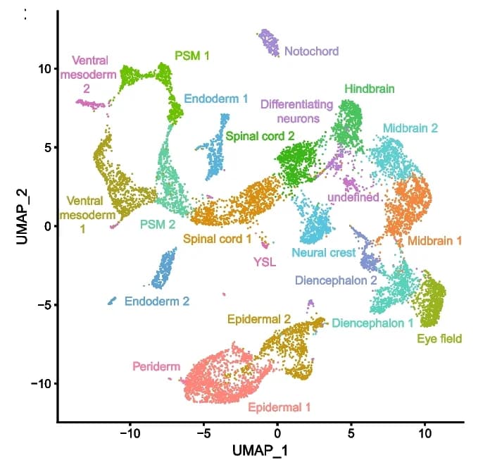 Open access visualization of UMAP, Single-Nuclei RNA-seq, Neurula Stage, PCA, Cellular Identity