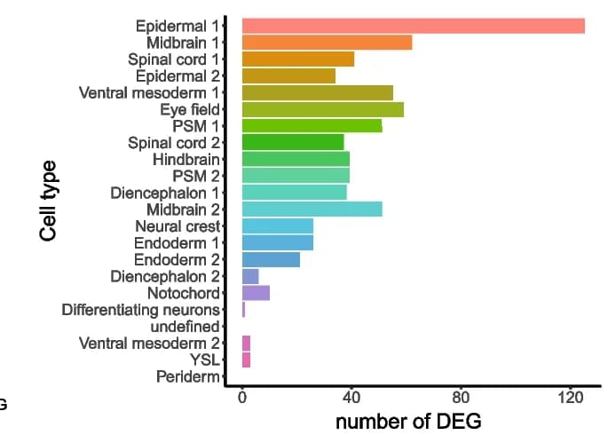 Open access visualization of Bar Plot, Single-Nuclei DEGs, Embryos, Clusters, Cell Types