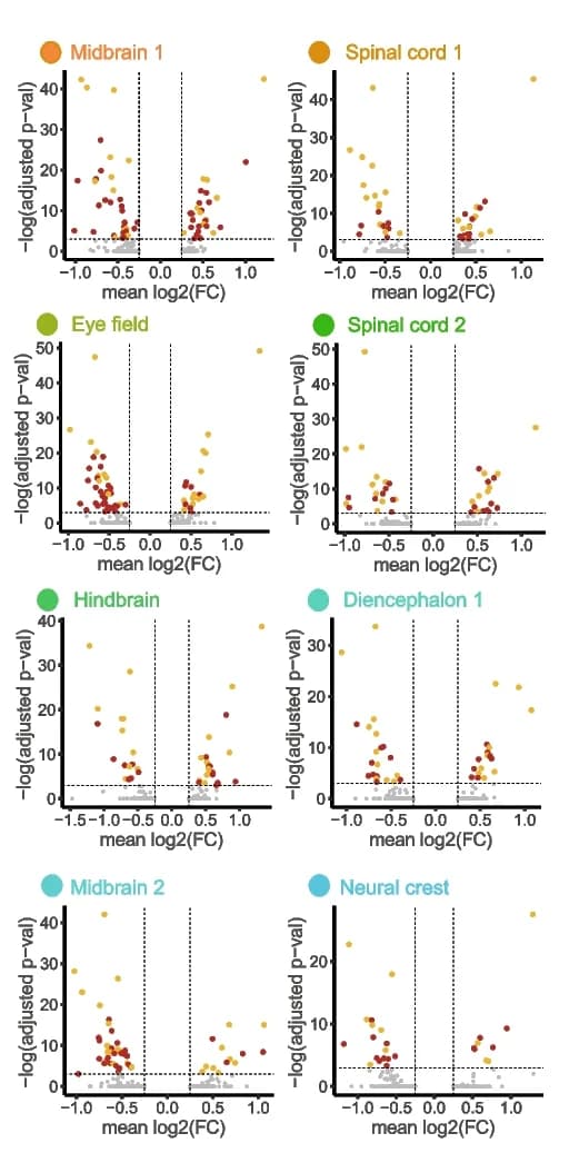 Open access visualization of Scatter Plot, Volcano Plot, Single-Nuclei DEGs, Embryos, Neural Populations