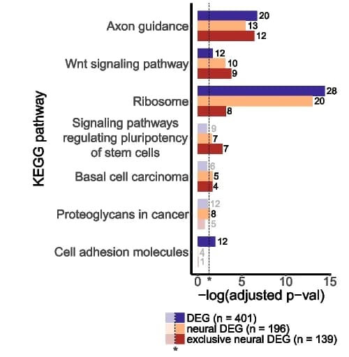 Open access visualization of Bar Plot, Clustered, KEGG Molecular Signaling Pathways, Bar Plots, Single-Nuclei DEGs
