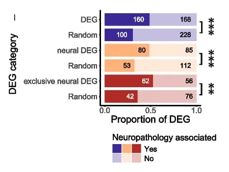 Open access visualization of Stacked Bar Plot, DEGs, Human Orthologs, Neurodevelopmental Disorders, Single-Nuclei DEGs