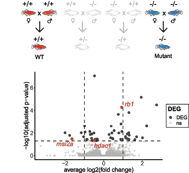 Open access visualization of Volcano Plot, Workflow, Dysregulated Genes, One-Cell Stage Embryos, auts2a