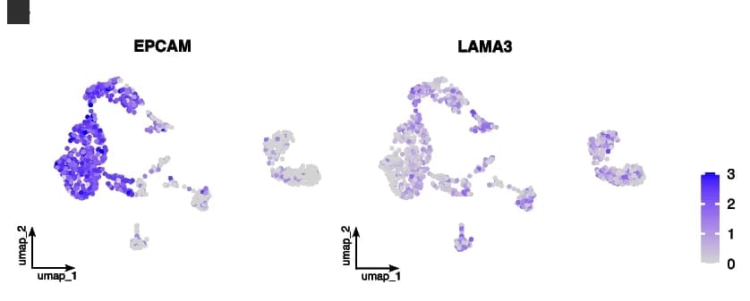 Open access visualization of Scatter Plot, UMAP, Epithelial Markers, EPCAM, LAMA3