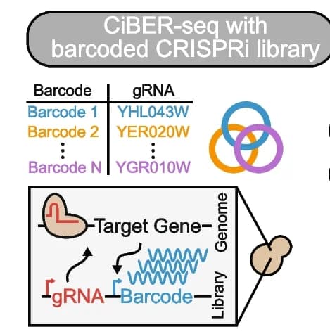Open access visualization of Workflow, Table Image, CRISPRi, Guide-Barcode Libraries