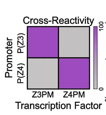 Open access visualization of Heatmap, Z3PM, Z4PM, YFP, Promoter