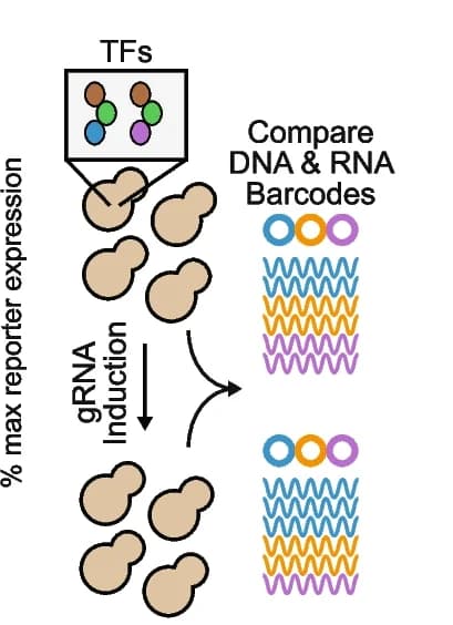 Open access visualization of Workflow, Illustration, DNA Barcodes, RNA Barcodes, Technical Variations