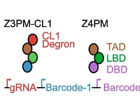 Open access visualization of Illustration, CiBER-seq, Regulators, CL1 Degron, Schematic